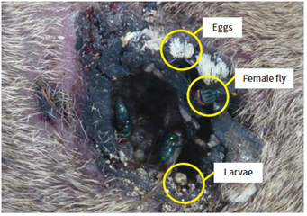 Screwworms in a wound.png